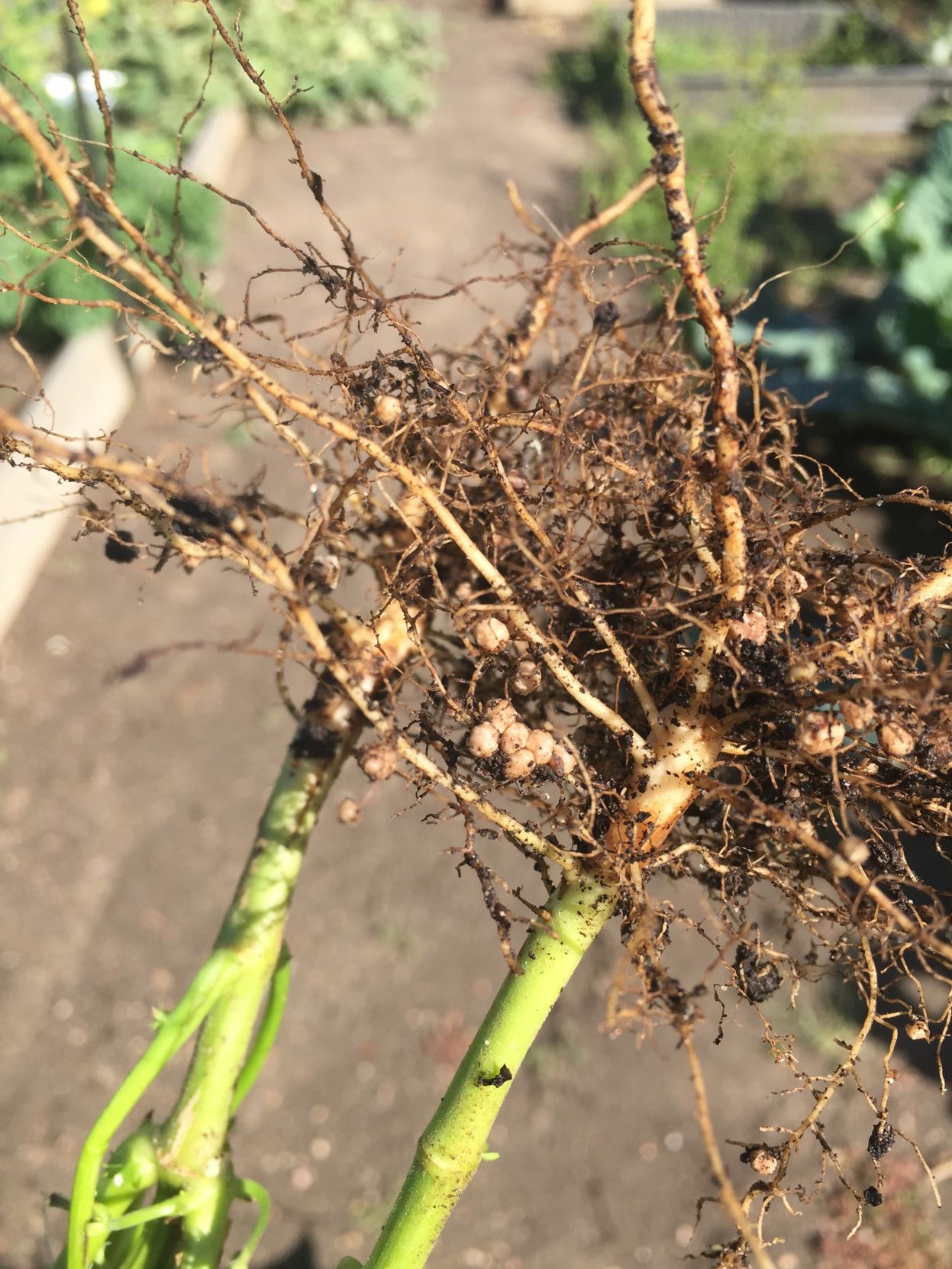 101318 Nitrogen fixing root nodules on bean.jpg